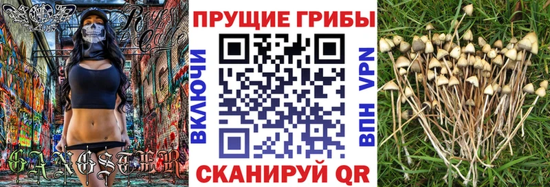 OMG ссылки  Сыктывкар  Галлюциногенные грибы Psilocybine cubensis 